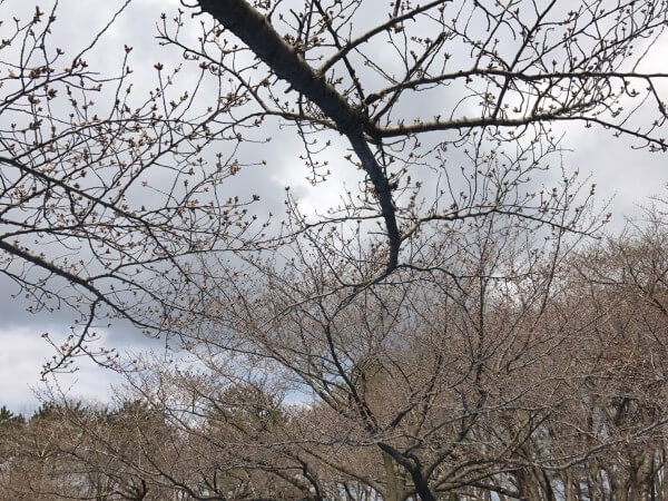 新潟市 桜