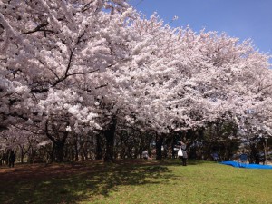 0409-新潟市-お花見-桜-1024x768